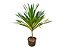 Dracena Arbórea - Imagem 1