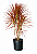 Dracena Tricolor - 70 cm a 1 metro - Imagem 1