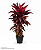 Dracena Cordyline - 1 metro - Imagem 1