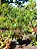 Ficus Benjamina - 1 metro - Imagem 2