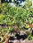 Ficus Benjamina - 1 metro - Imagem 2