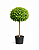 Ficus Benjamina - 1 metro - Imagem 1