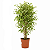 Ficus Benjamina Variegata - 1 metro - Imagem 1