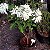 Mussaenda Branca - 50 cm - Imagem 3