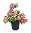 Mussaenda Rosa - 70 cm - Imagem 2