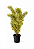 Pleomele Variegata - 1,00 a 1,30 metros - Imagem 1
