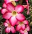 Rosa do Deserto - 30 cm - Imagem 4