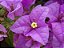 Bougainville - 90 cm a 1,30 metros - Imagem 4