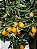 Laranja Kinkan - 80 cm a 1 metro - Imagem 2