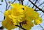 Ipê Amarelo - 1,80 metros - Imagem 2