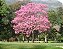 Ipê Rosa - 1,80 metros - Imagem 2