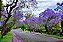 Jacarandá Mimoso - 1,80 metros - Imagem 2