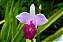 Orquídea Bambu - 1,00 a 1,20 metros - Imagem 2