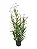 Orquídea Bambu - 1,00 a 1,20 metros - Imagem 1