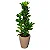 Arranjo de Ficus Lyrata no Vaso de Polietileno - Imagem 1
