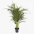 Palmeira Areca - Dypsis lutescens - Planta Ornamental 70 cm a 1 metro - Imagem 1