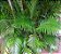 Palmeira Areca - Dypsis lutescens - Planta Ornamental 70 cm a 1 metro - Imagem 4