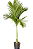 Areca Catechu ou Betel - 1,50 metros - Imagem 1