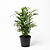 Chamaedora Elegans - 40 a 60 cm - Imagem 1