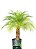 Palmeira Fênix - 70 cm a 1 metro - Imagem 1