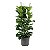 Ficus Lyrata - Imagem 1