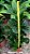 Ficus Lyrata - 70 cm a 1 metro - Imagem 2
