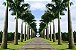 Palmeira Imperial - Imagem 2