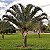 Palmeira Triangular - 70 cm - Imagem 2
