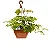 Cissus Rhombifolia - Imagem 1