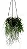 Rhipsalis Macarrão - Imagem 1