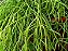 Rhipsalis Macarrão - Imagem 2