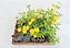 Lantana Amarela - Caixa com 15 unidades - Imagem 1