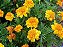 Tagetes Anão - Caixa com 15 unidades - Imagem 2