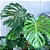 Costela-de-Adão Planta Natural (Monstera Deliciosa) – Ideal para Sala, Jardim e Decoração - Entrega grátis no Rio de Janeiro - Imagem 3