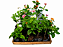 Lantana Camara - Caixa com 15 unidades - Imagem 1