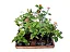 Lantana Camara - Caixa com 15 unidades - Imagem 1