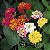 Lantana Camara - Caixa com 15 unidades - Imagem 2