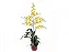 Orquídea Oncidium Aloha - Amarela - Imagem 1