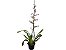 Orquídea Oncidium Sharry Baby - Chocolate - Imagem 1