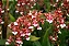 Orquídea Oncidium Sharry Baby - Chocolate - Imagem 2