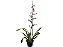 Orquídea Oncidium Sharry Baby - Chocolate - Imagem 1