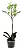 Orquídea Phalaenopsis - Verde - Imagem 1