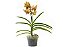 Orquídea Vanda - Amarela - Imagem 1