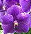 Orquídea Vanda - Lilás - Imagem 2