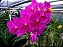 Orquídea Vanda - Rosa - Imagem 2