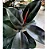 Ficus Elástica Rubro - Pote 24 - Imagem 1