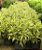 Pleomele Variegata - 40 a 80 cm - Imagem 2