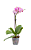 Orquídea Phalaenopsis Rosa - Pote 15 - Imagem 1