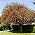 Callistemon Vermelho - 1,80 a 2,20 metros - Imagem 1