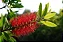 Callistemon Vermelho - 1,80 a 2,20 metros - Imagem 2